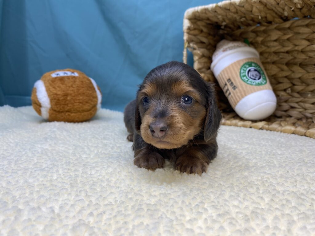 Nina - Dachshund - Image 4