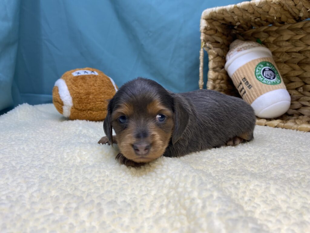 Nina - Dachshund - Image 5