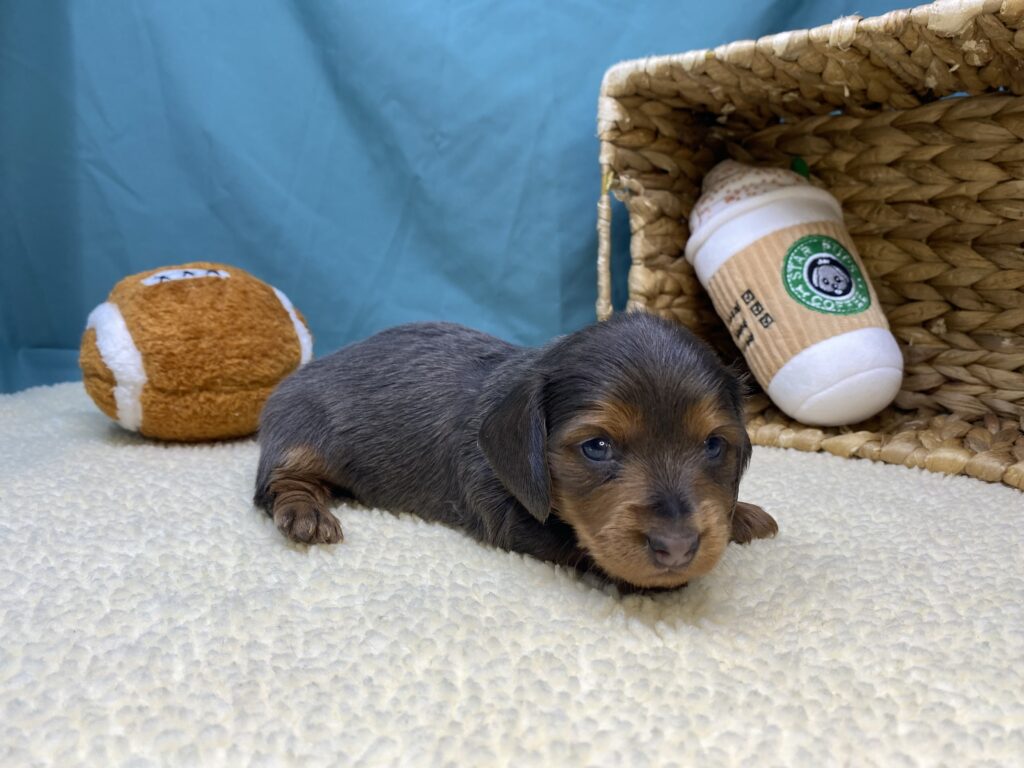 Nina - Dachshund - Image 2