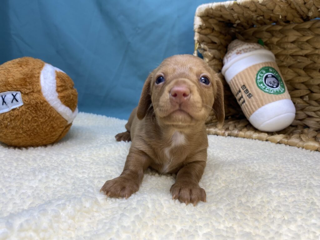 Chloe - Dachshund - Image 4