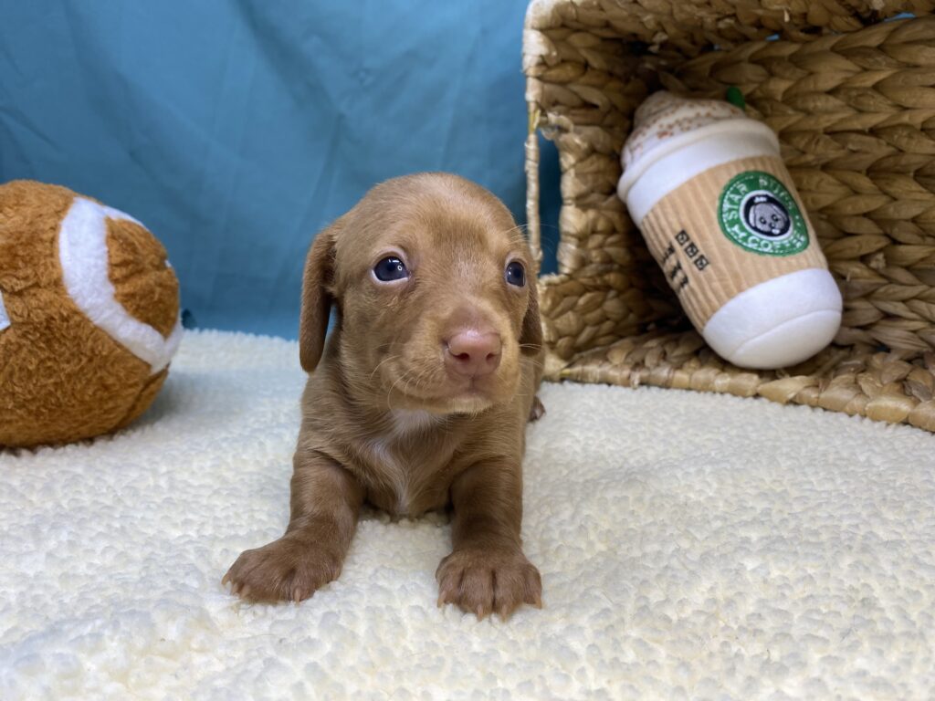 Chloe - Dachshund - Image 5