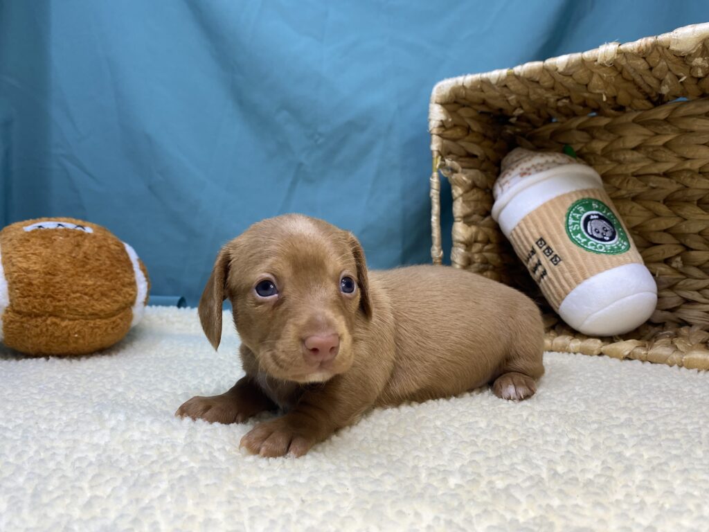 Chloe - Dachshund - Image 3