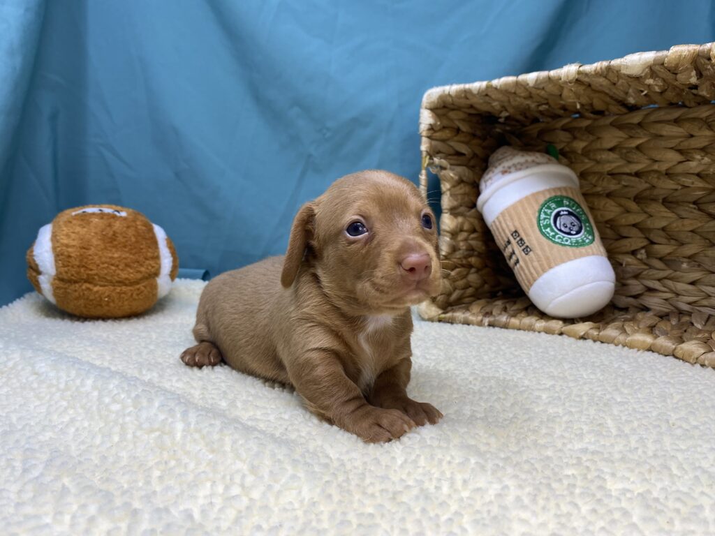 Chloe - Dachshund - Image 2