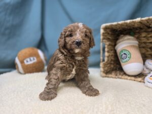 Goldendoodle Mini F1b