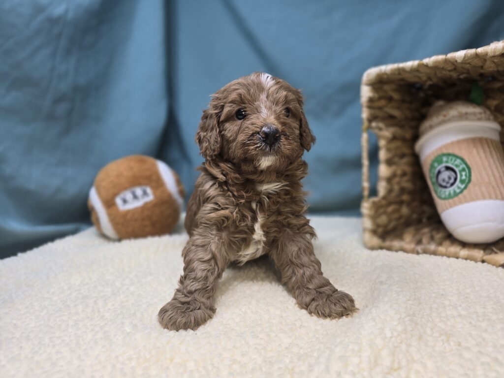 Carter - Goldendoodle Mini F1b - Image 2
