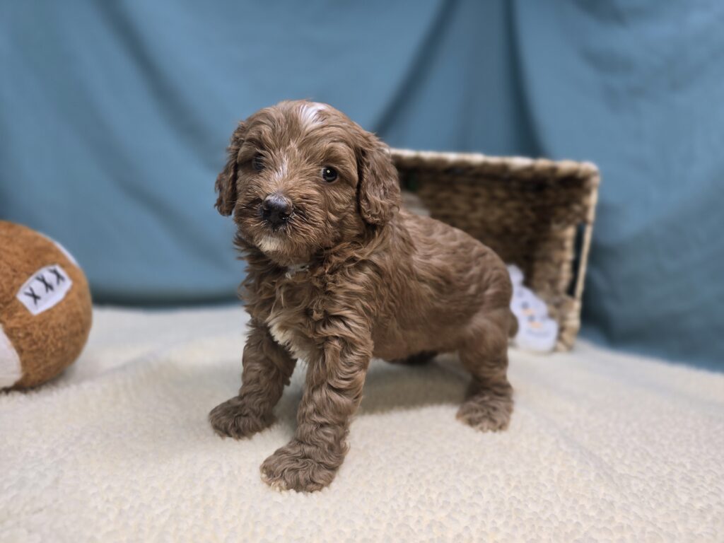 Carter - Goldendoodle Mini F1b - Image 6