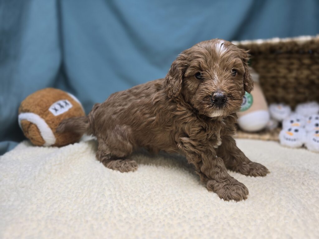 Carter - Goldendoodle Mini F1b - Image 4
