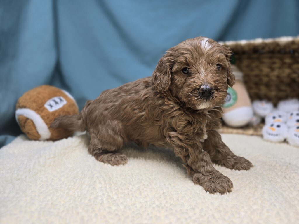 Carter - Goldendoodle Mini F1b - Image 3