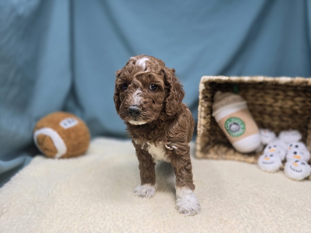 Lettie - Goldendoodle Mini F1b - Image 6