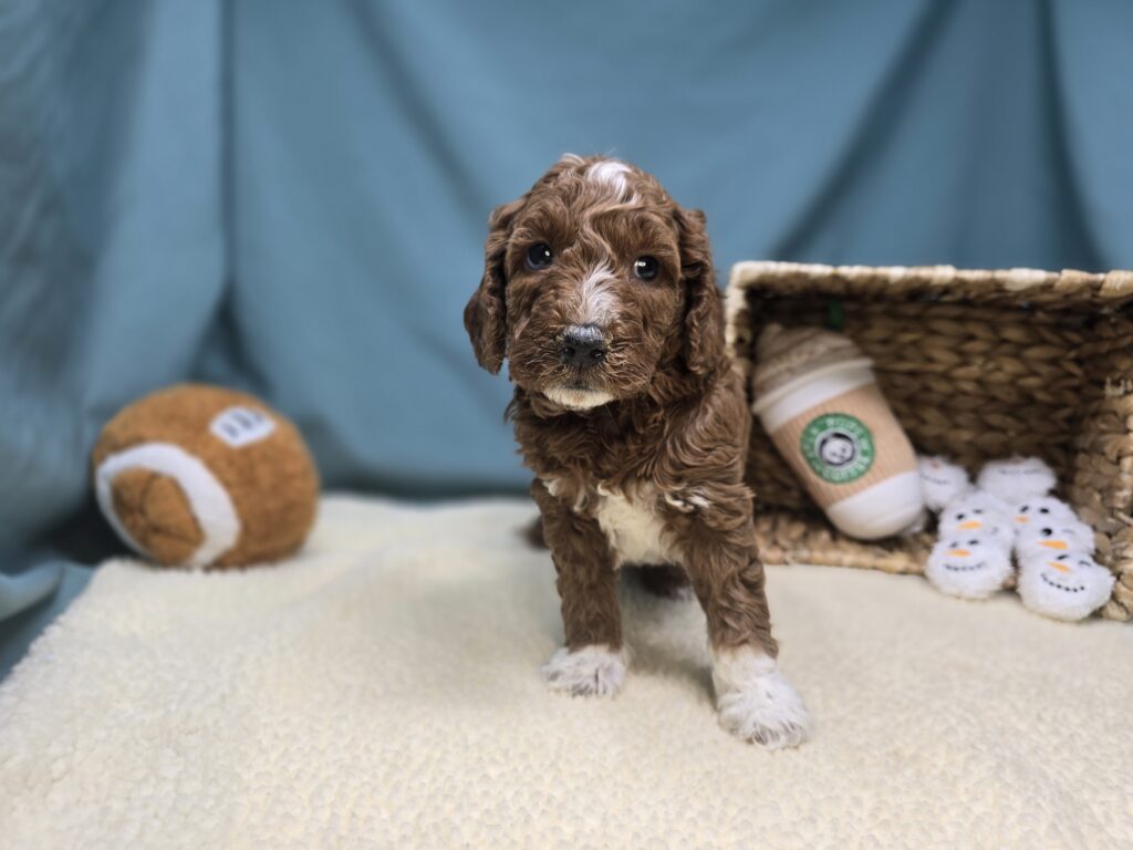 [#261-02]  - Red F Goldendoodle Mini F1b Puppies For Sale