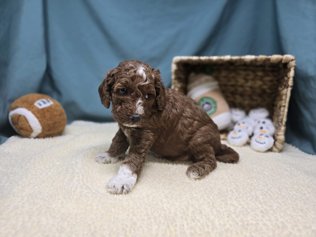 Lettie - Goldendoodle Mini F1b - Image 5