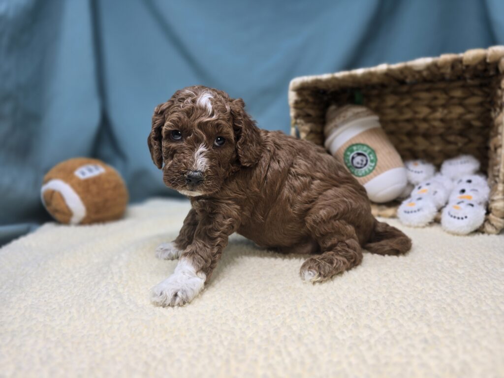 Lettie - Goldendoodle Mini F1b - Image 4