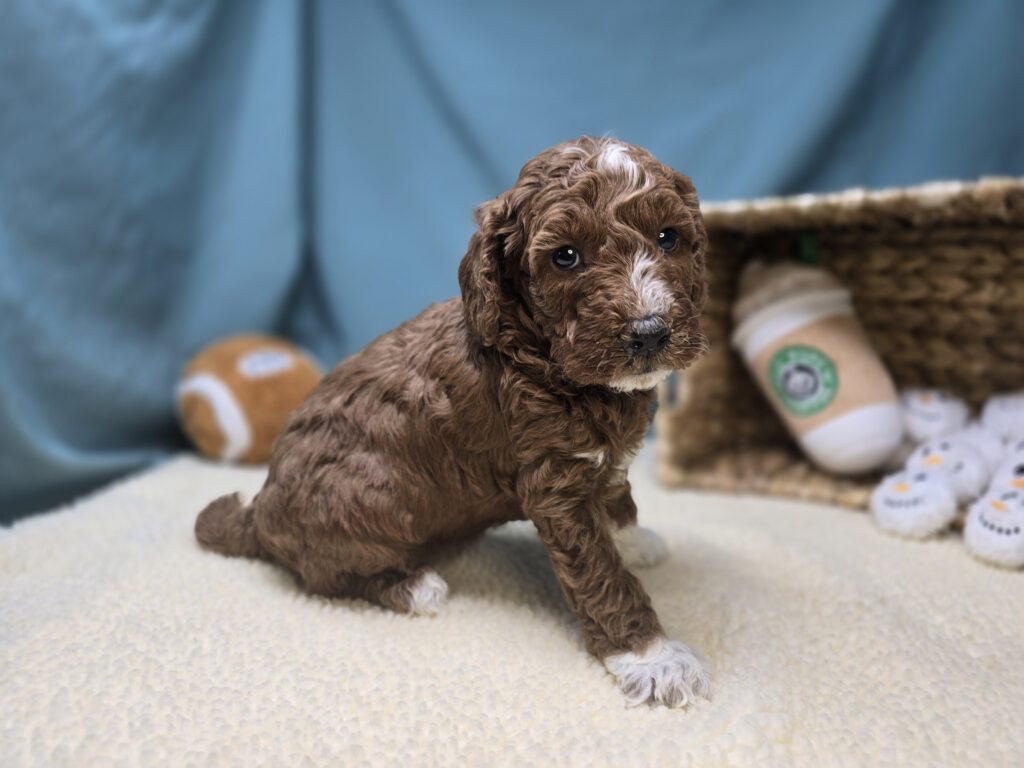 Lettie - Goldendoodle Mini F1b - Image 3