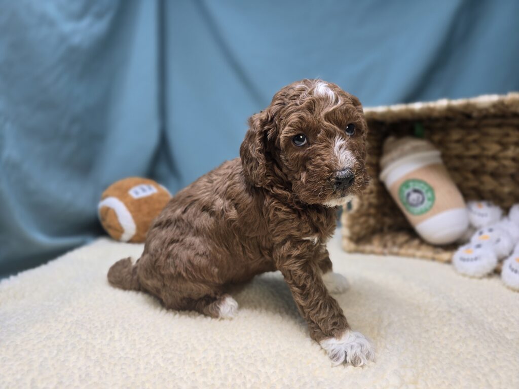 Lettie - Goldendoodle Mini F1b - Image 2