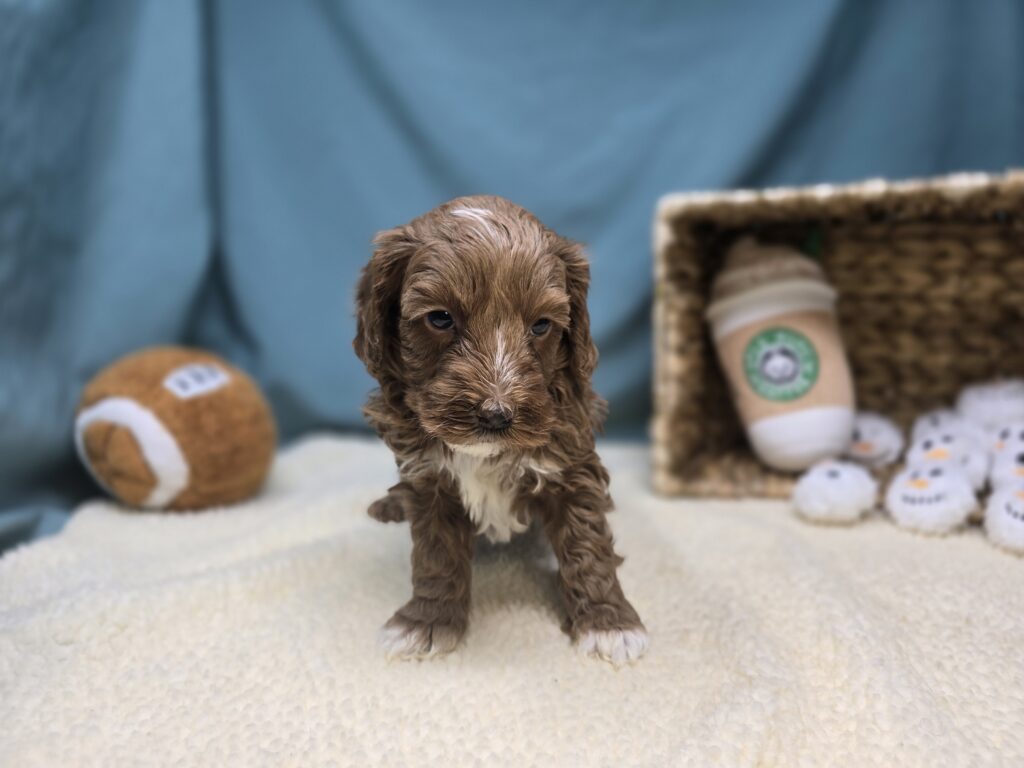 Harper - Goldendoodle Mini F1b - Image 3