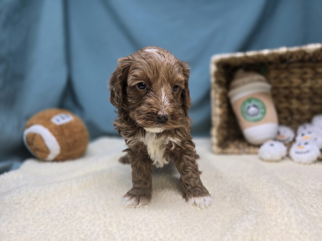 [#261-03]  - Red F Goldendoodle Mini F1b Puppies For Sale