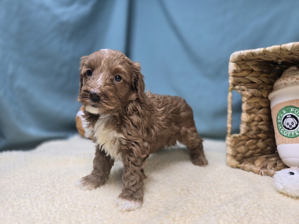 Harper - Goldendoodle Mini F1b - Image 6