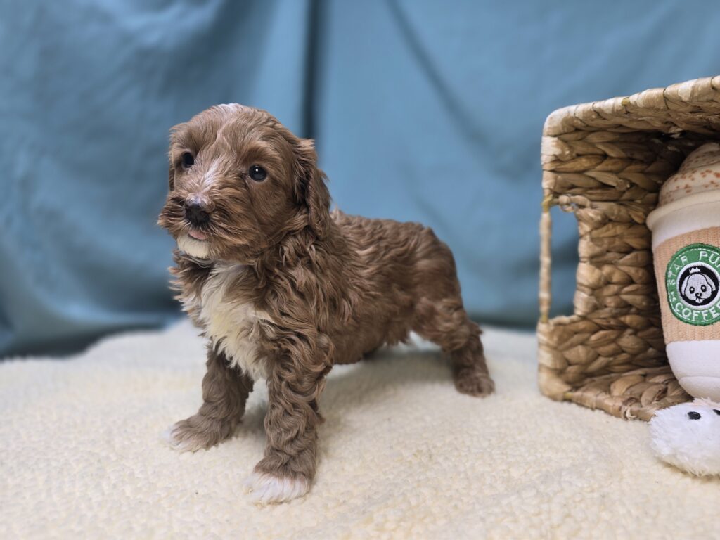 Harper - Goldendoodle Mini F1b - Image 2