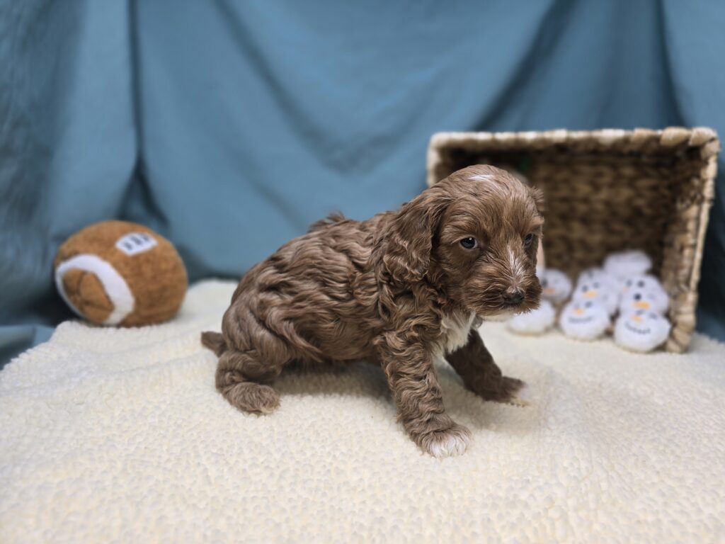 Harper - Goldendoodle Mini F1b - Image 5