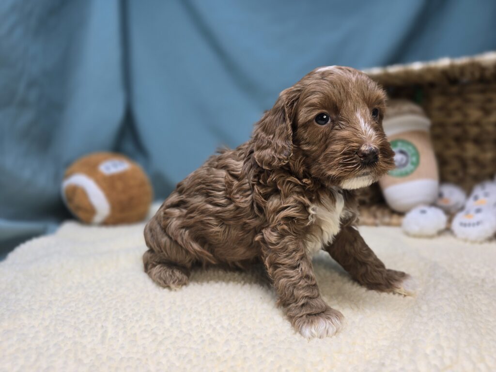 Harper - Goldendoodle Mini F1b - Image 4