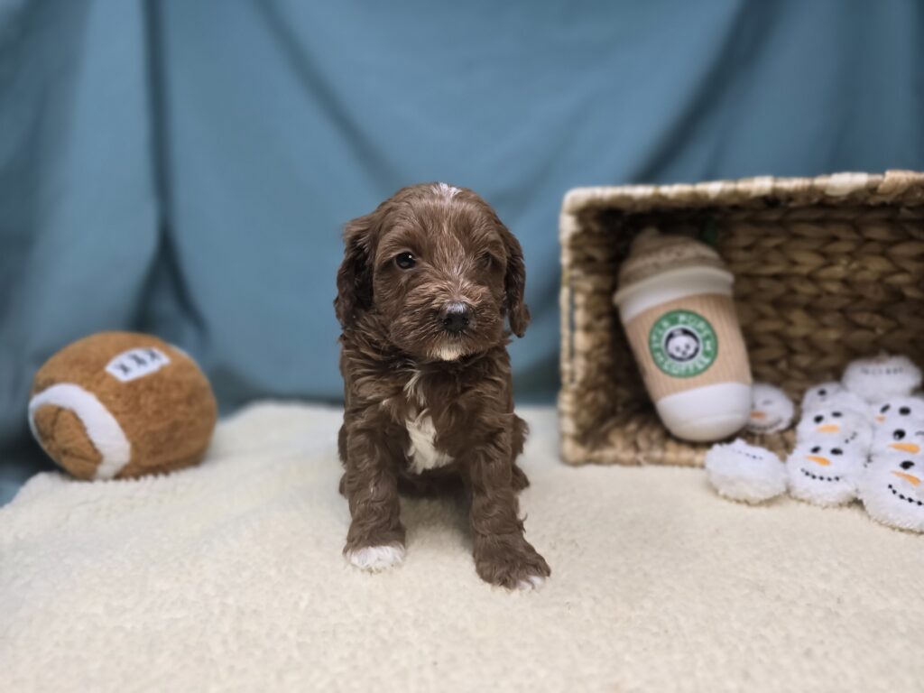 [#261-04]  - Red F Goldendoodle Mini F1b Puppies For Sale
