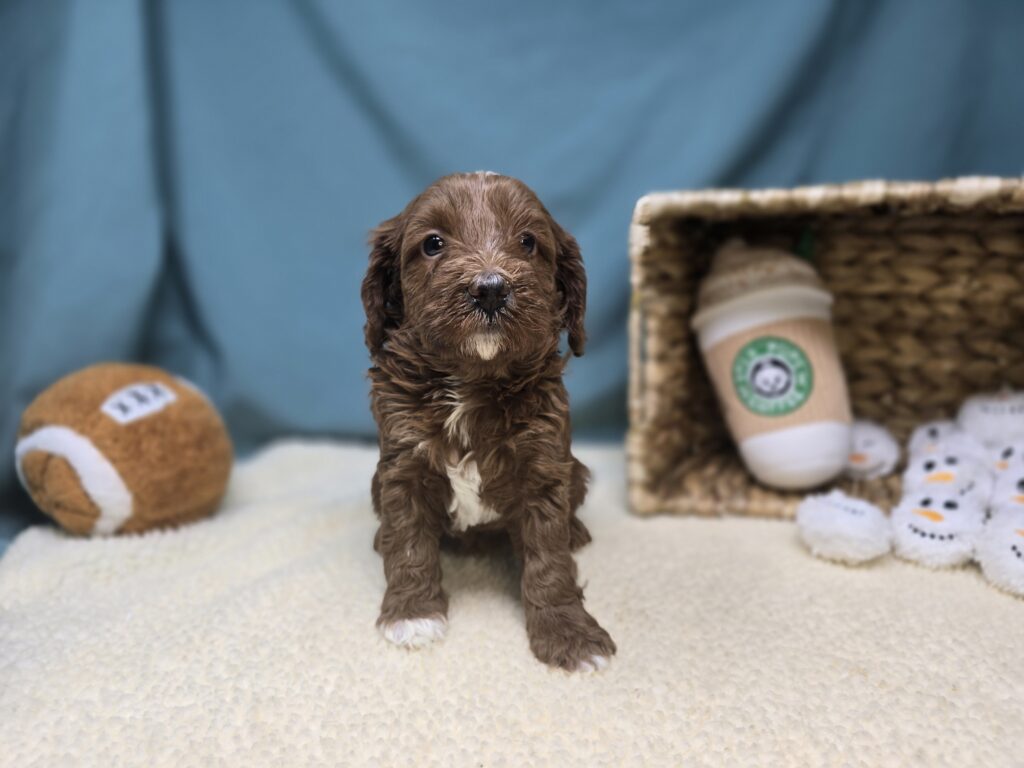 Penelope - Goldendoodle Mini F1b - Image 2