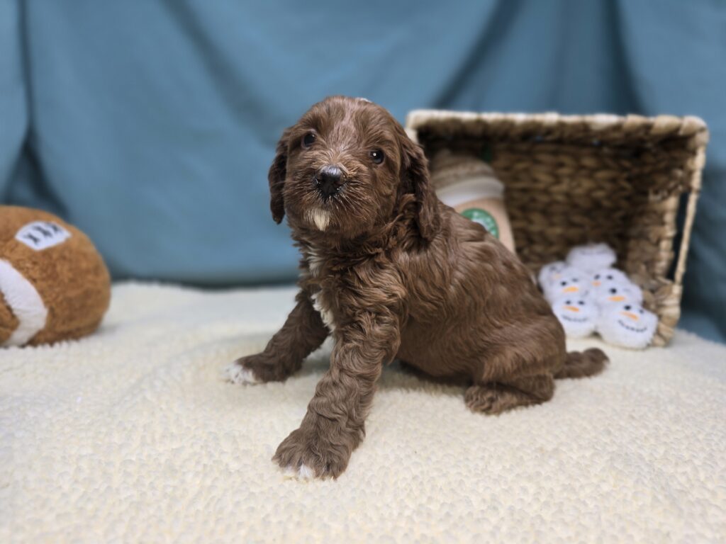 Penelope - Goldendoodle Mini F1b - Image 5