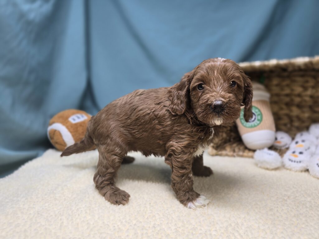 Penelope - Goldendoodle Mini F1b - Image 4