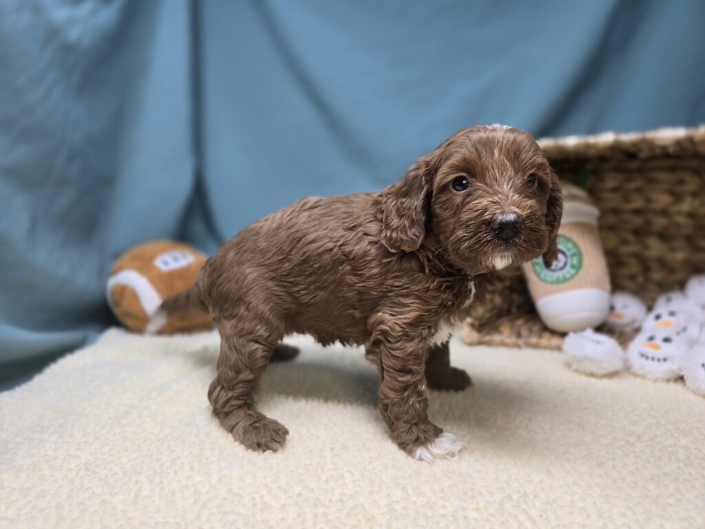 Penelope - Goldendoodle Mini F1b - Image 3