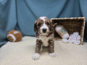 Goldendoodle Mini F1b