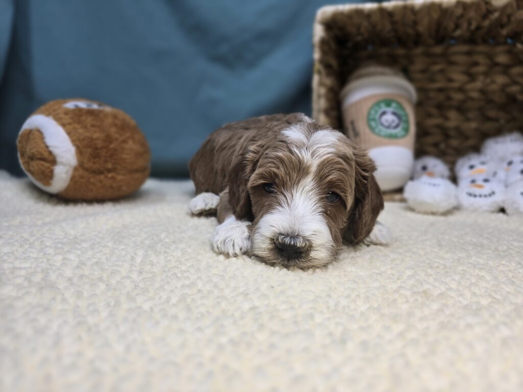 June - Goldendoodle Mini F1b - Image 2