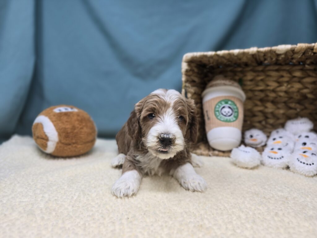 June - Goldendoodle Mini F1b - Image 4