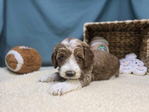 Goldendoodle Mini F1b