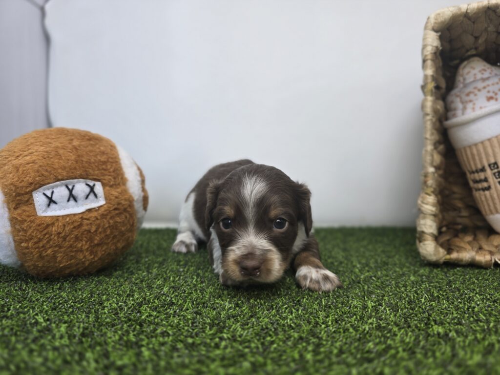 Benny - Chiweenie - Image 2