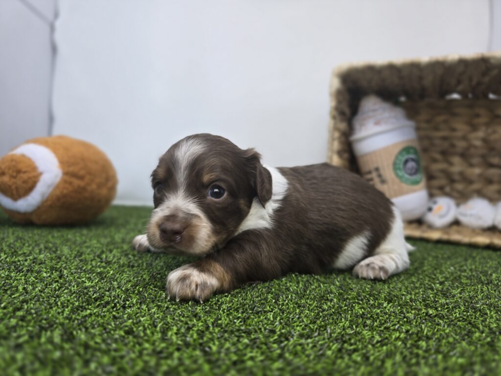 Benny - Chiweenie - Image 4