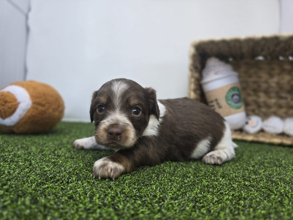 Benny - Chiweenie - Image 5