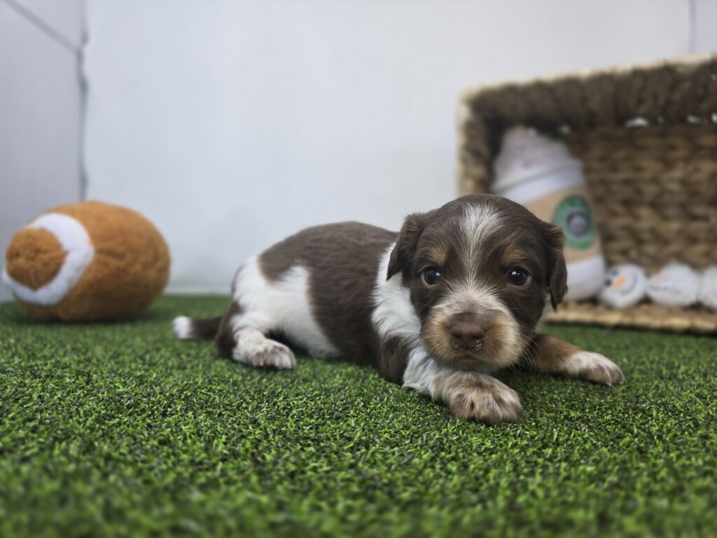 Benny - Chiweenie - Image 6