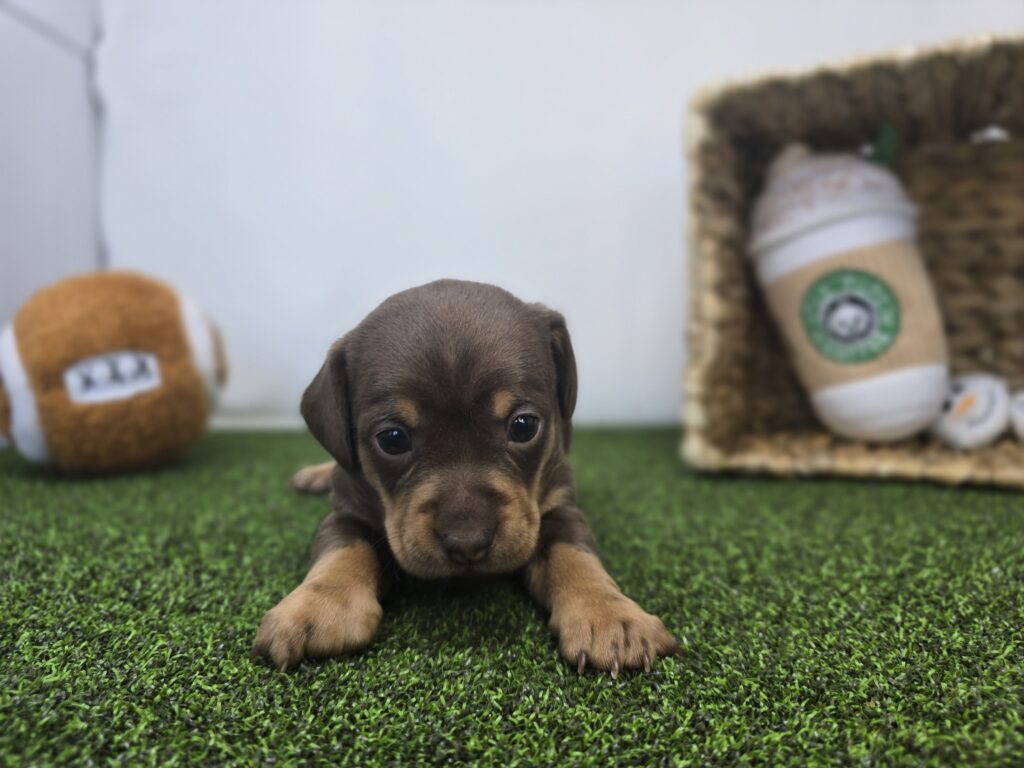 Gigi - Chiweenie - Image 2