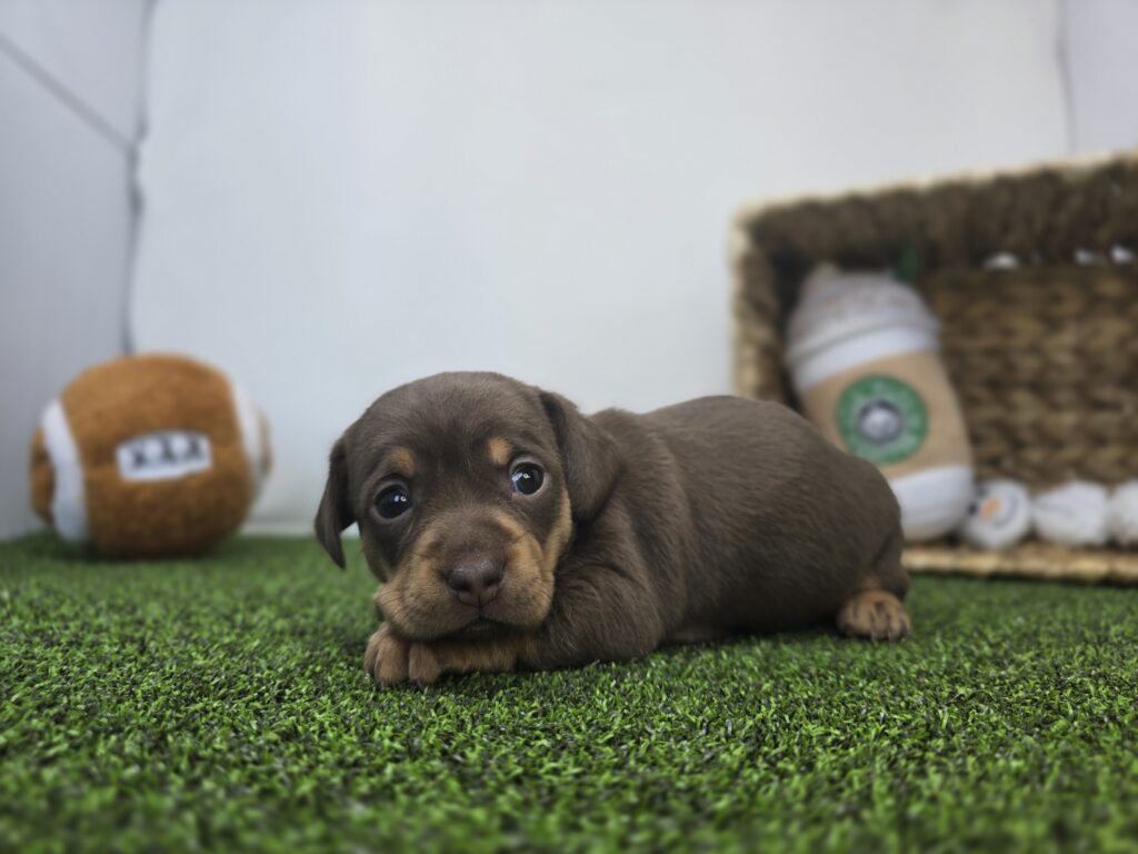 Gigi - Chiweenie - Image 3