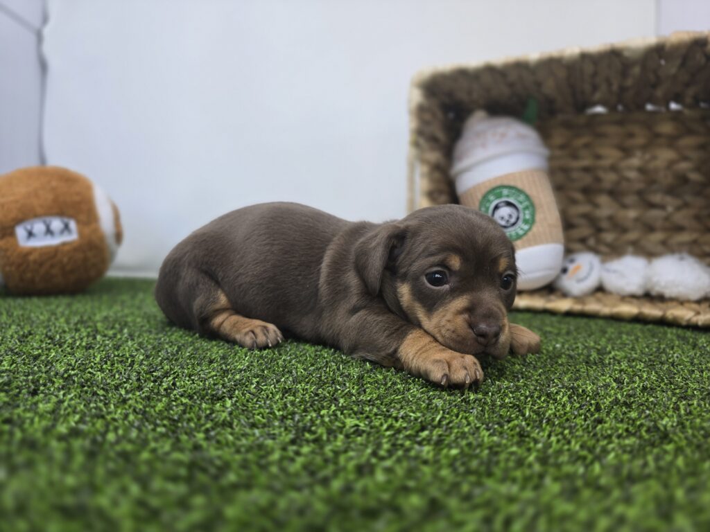 Gigi - Chiweenie - Image 5