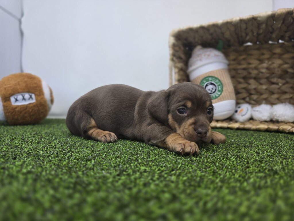 Gigi - Chiweenie - Image 6