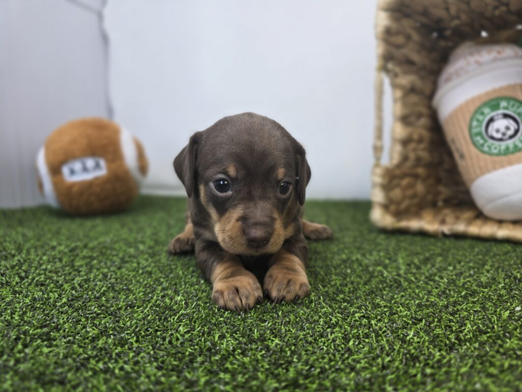 Winnie - Chiweenie - Image 2