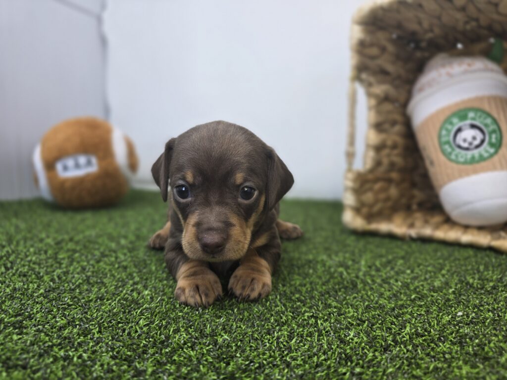 Winnie - Chiweenie - Image 3