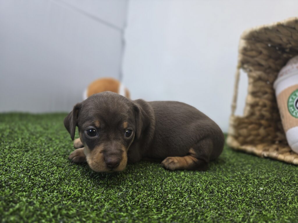 Winnie - Chiweenie - Image 4