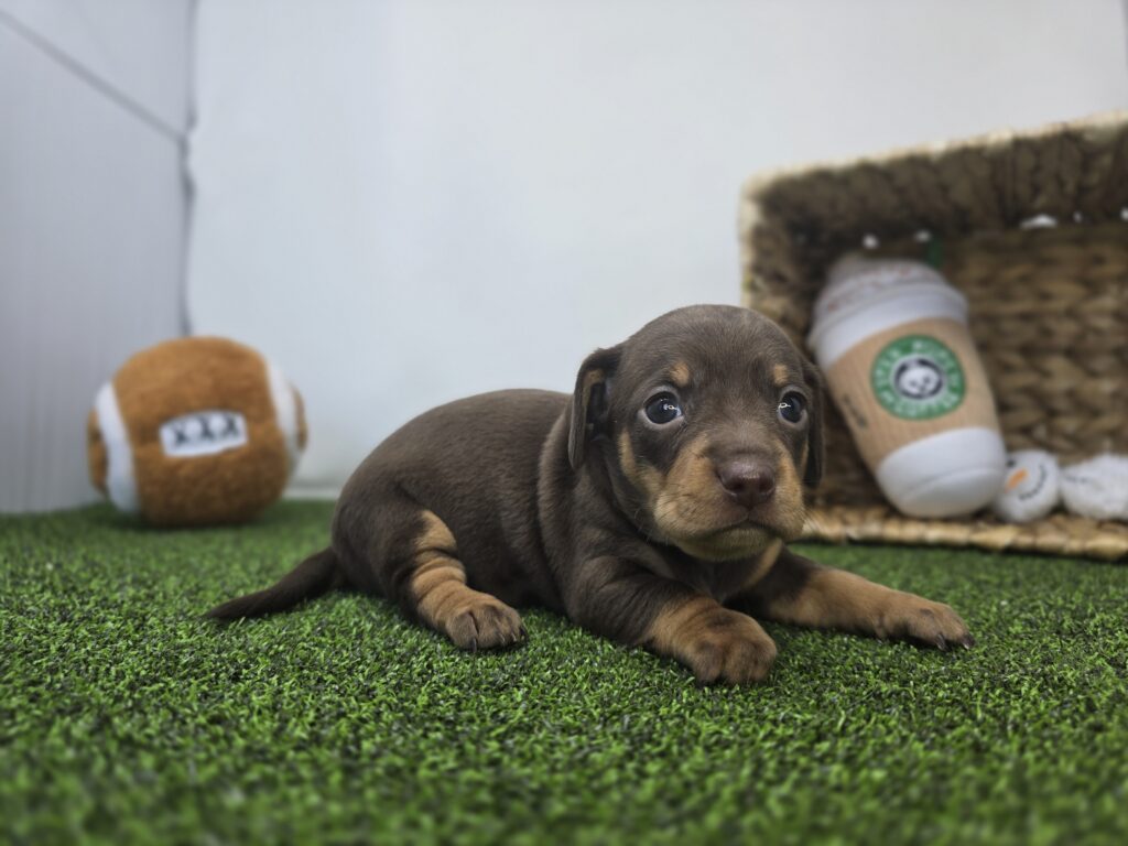 Winnie - Chiweenie - Image 6