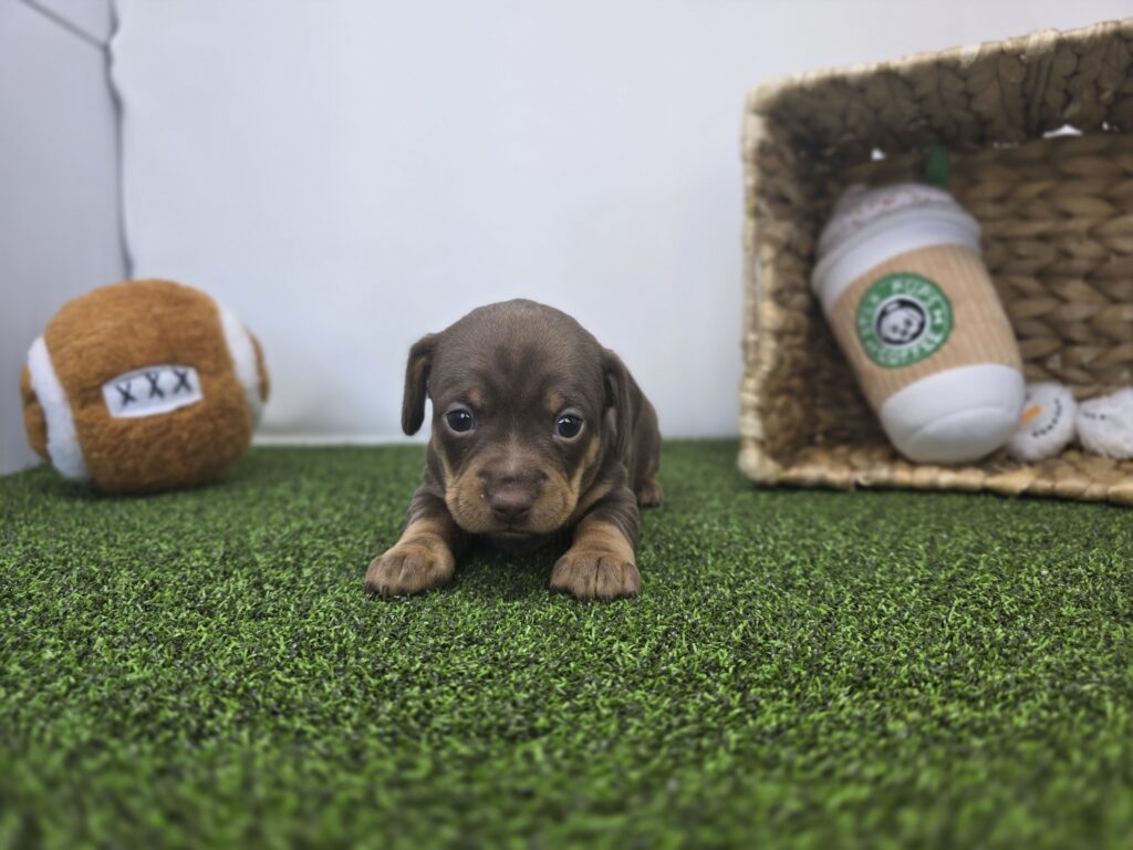 Coco - Chiweenie - Image 2