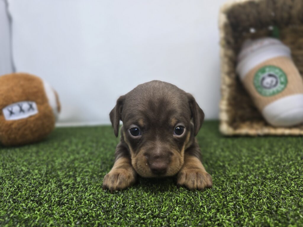 Coco - Chiweenie - Image 6