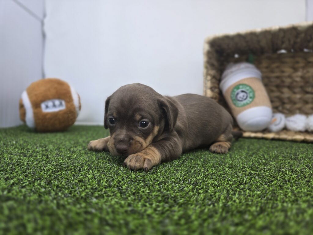 Coco - Chiweenie - Image 5