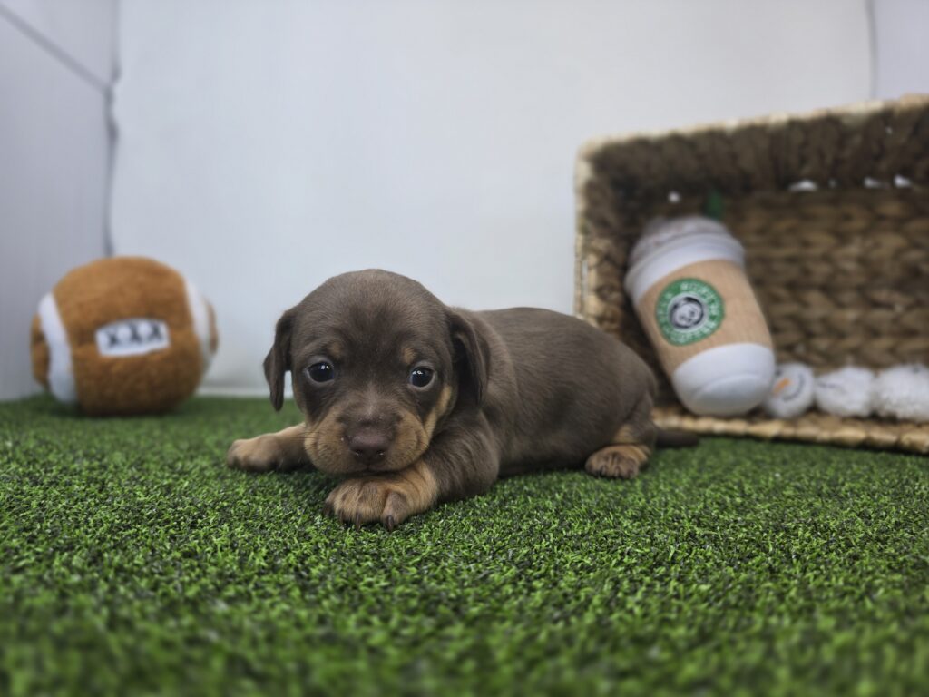 Coco - Chiweenie - Image 4