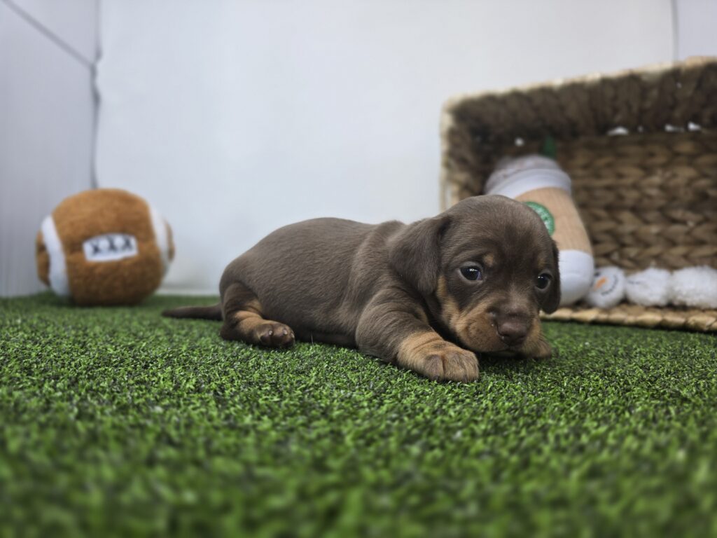 Coco - Chiweenie - Image 3